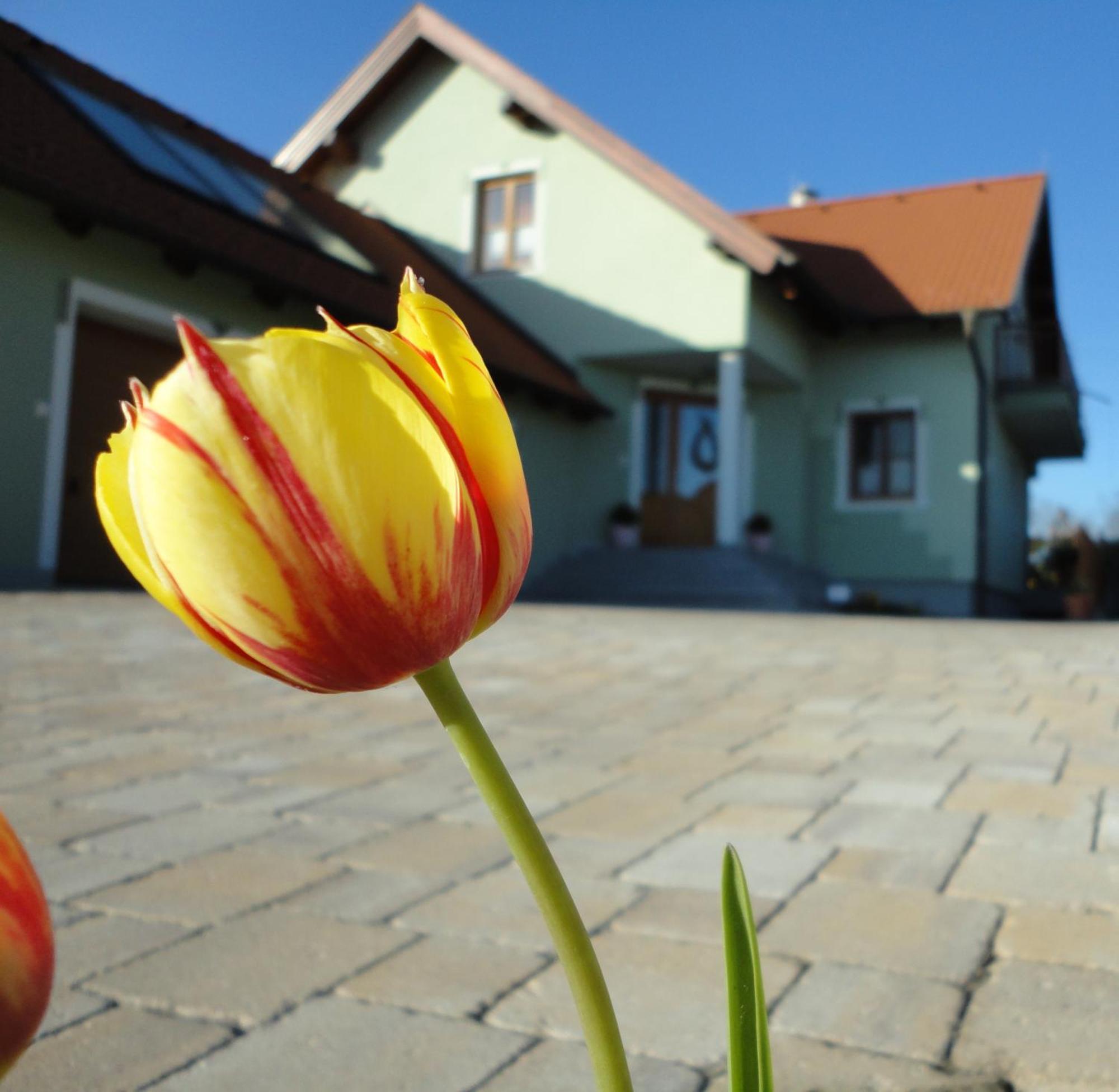 Gaestezimmer Rieder Staatz Εξωτερικό φωτογραφία